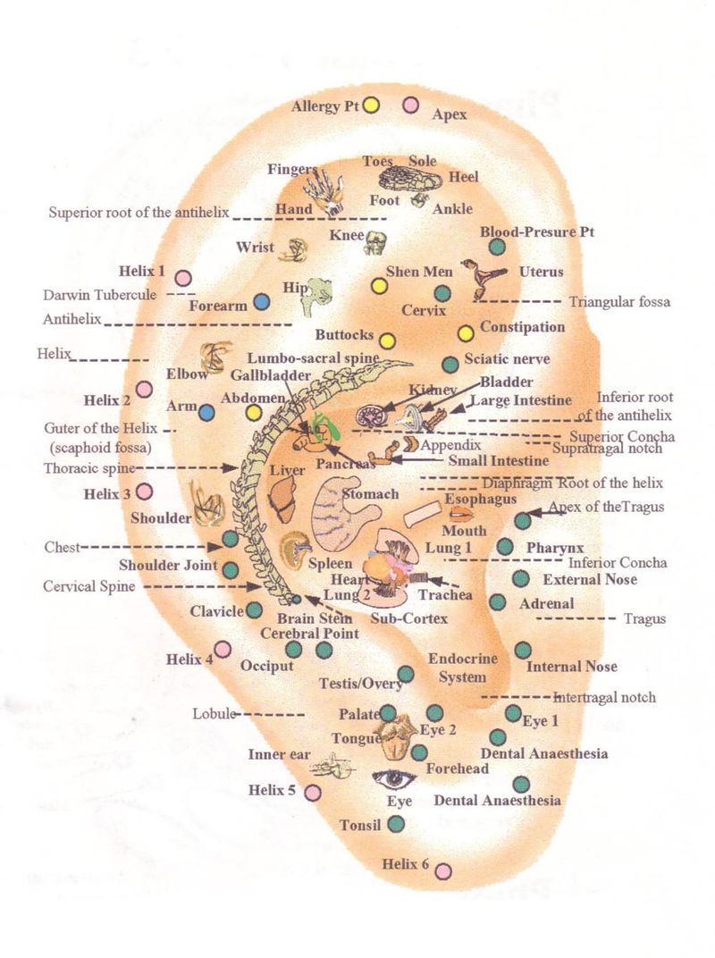 Ear Acupressure Points