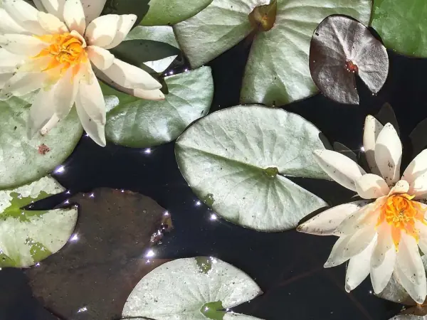 water lillies